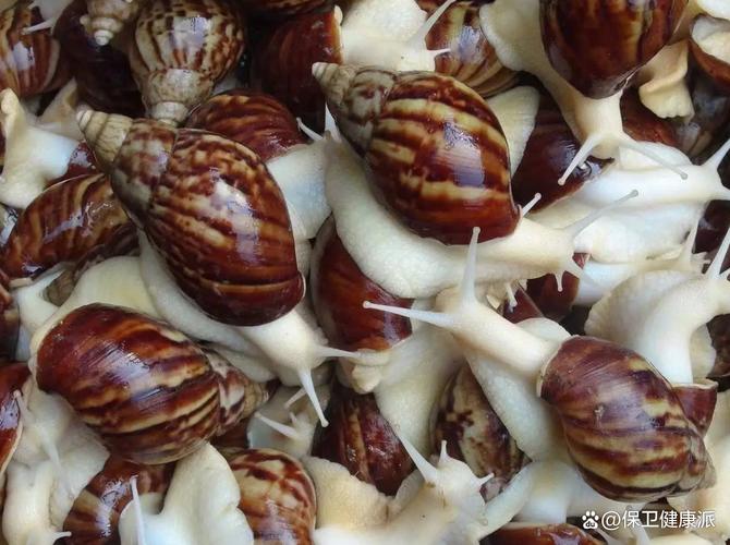 法式光亮蜗牛养殖技术-图1