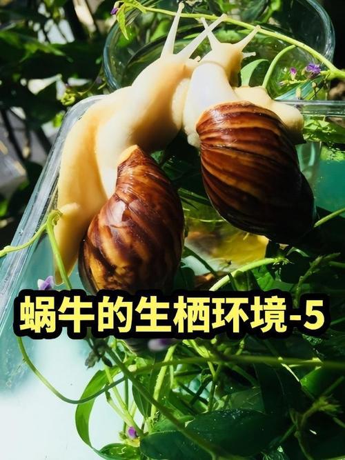 法式光亮蜗牛养殖技术-图2