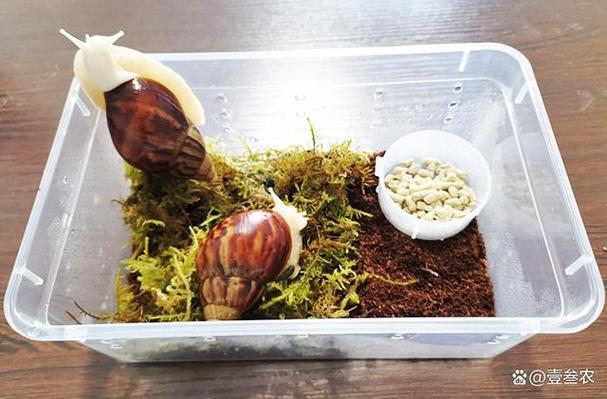 法式光亮蜗牛养殖技术-图3