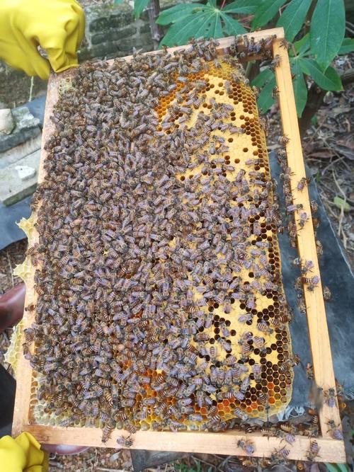 广西中蜂哪个品种最好？-图1