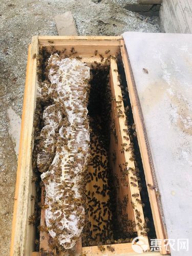 广西中蜂哪个品种最好？-图2