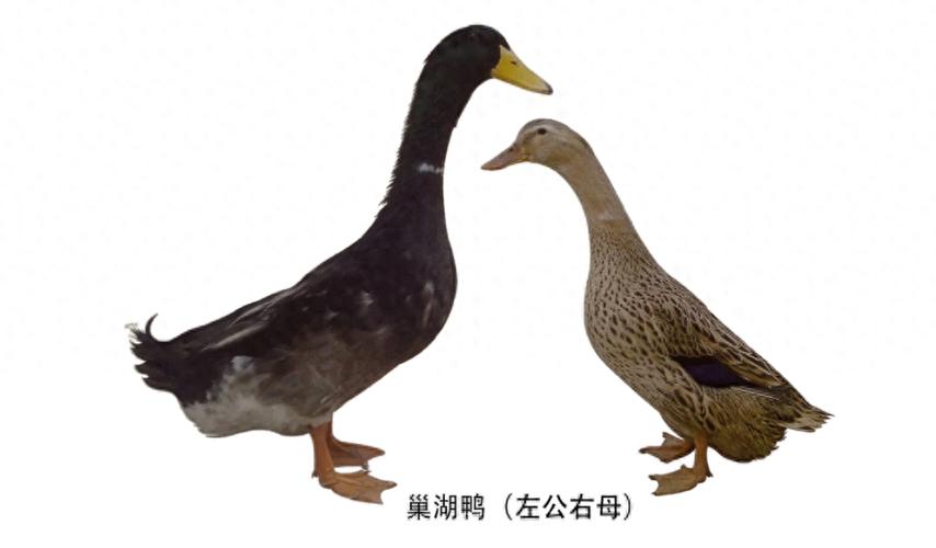 大体型鸭都有那些品种-图2