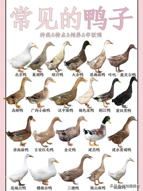大体型鸭都有那些品种-图1