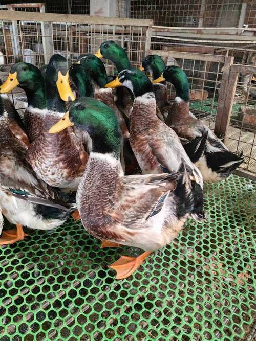 大体型鸭都有那些品种-图3