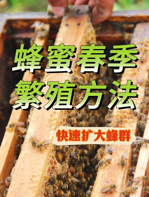 春季养蜂技术视频，新手如何掌握关键技巧？-图2