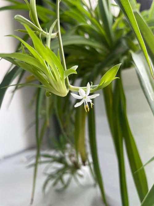 哪些吊兰品种会开花？-图1