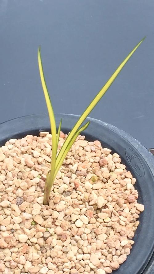 哪些蕙兰品种叶子直立性强？-图1