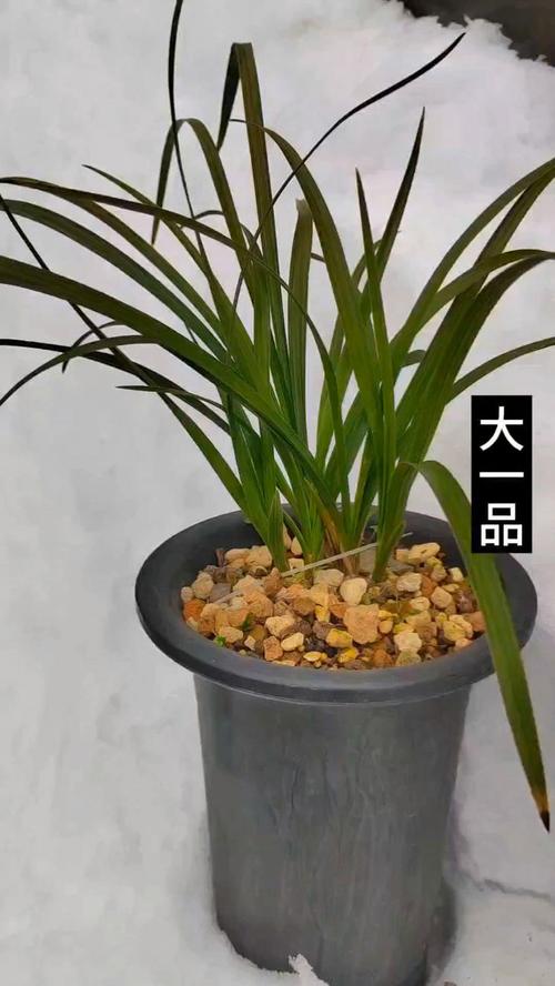 哪些蕙兰品种叶子直立性强？-图2