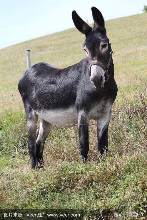 中国哪里的驴品种最好？-图2
