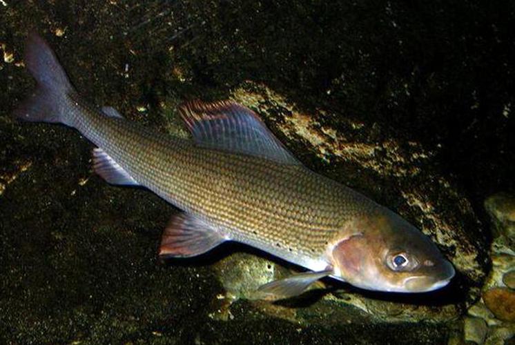 鸭绿江沙包鱼养殖技术有哪些关键要点？-图1