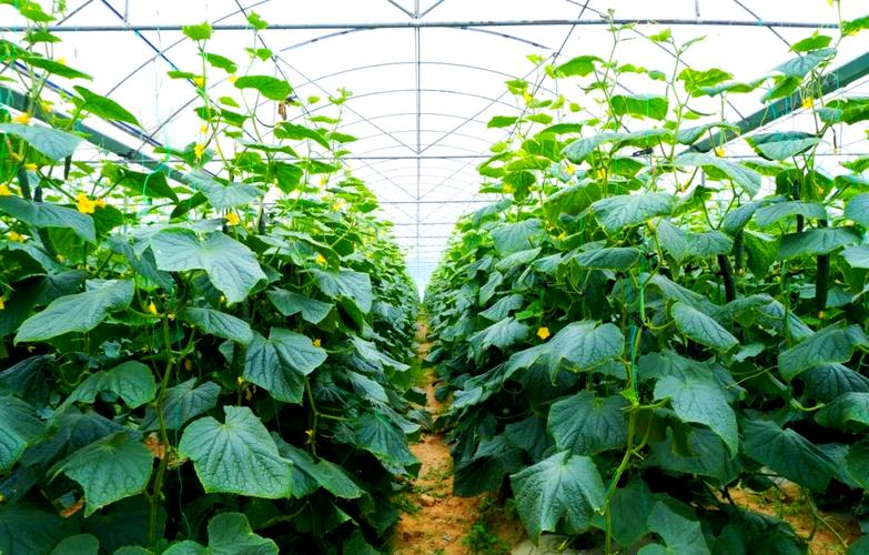 冬季大棚黄瓜咋管理才能高产？-图1