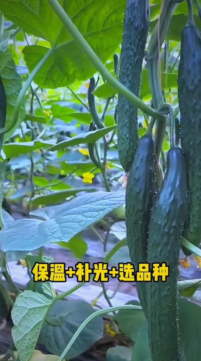 冬季大棚黄瓜咋管理才能高产？-图2