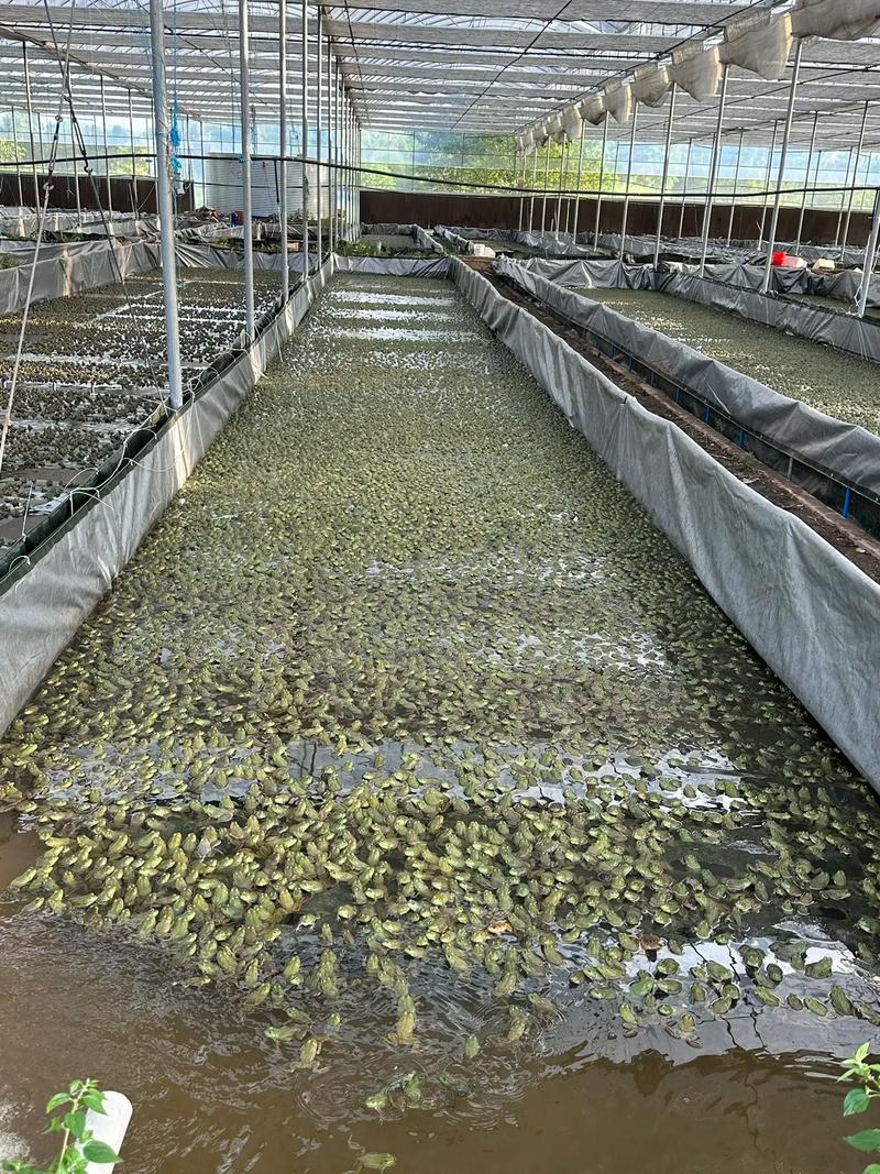 吉林牛蛙养殖技术大全-图2