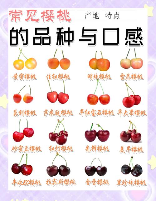 大樱桃品种有哪些？-图1