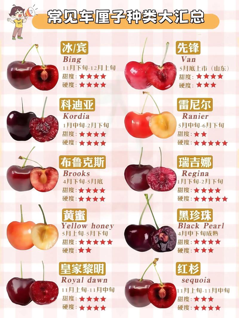 大樱桃品种有哪些？-图2