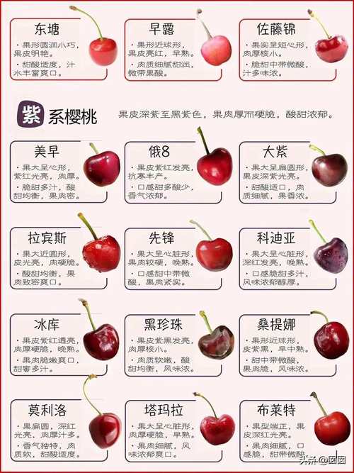 大樱桃品种有哪些？-图3