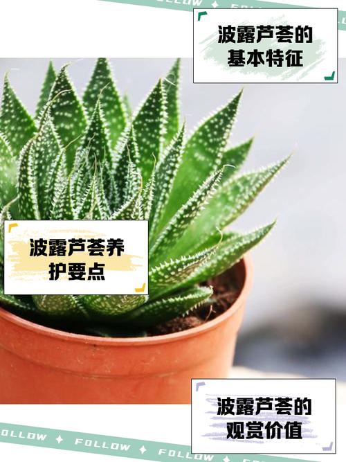 芦荟品种多，图片怎么区分？-图1
