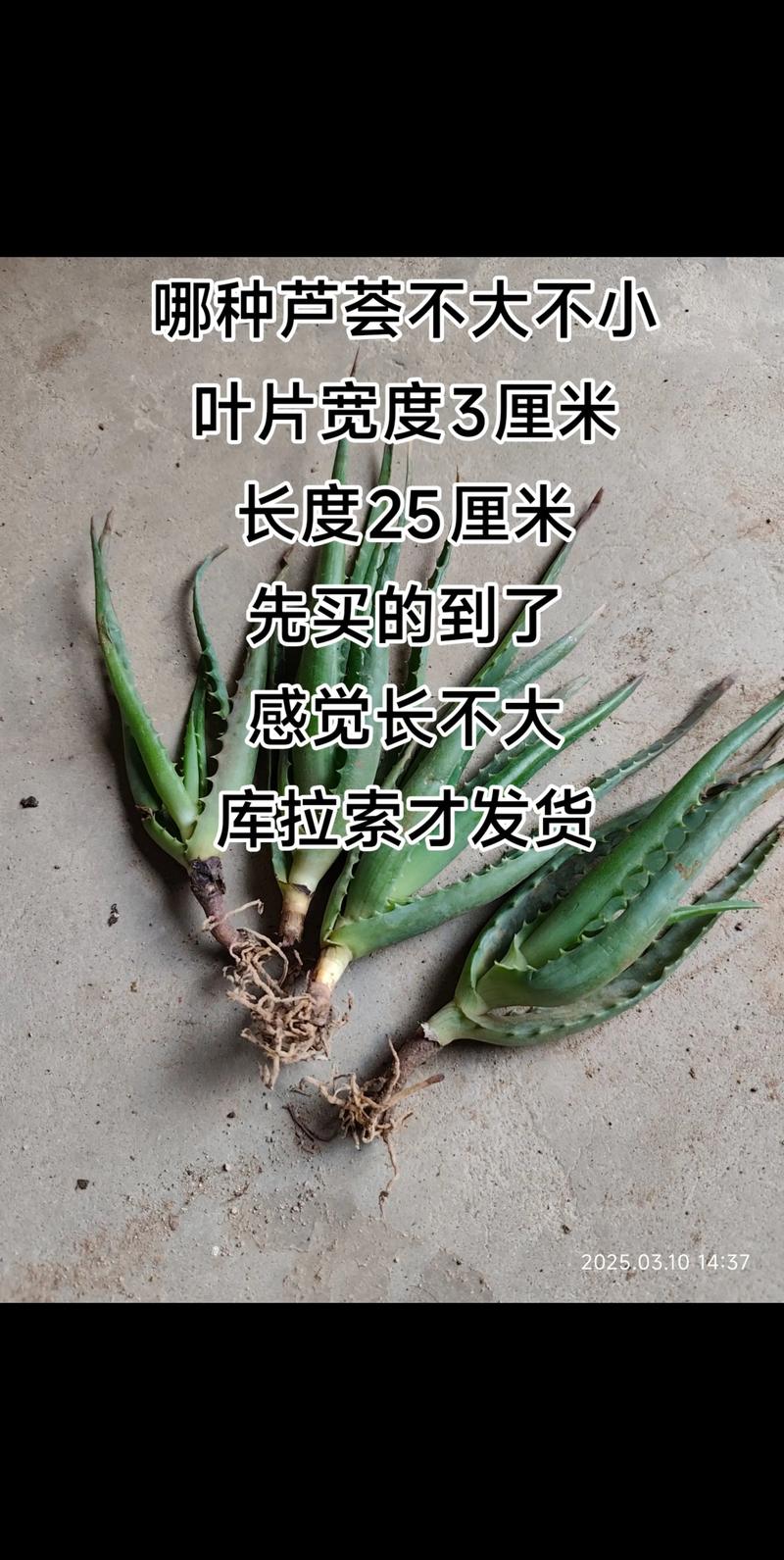 芦荟品种多，图片怎么区分？-图2
