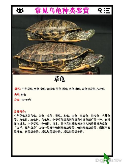 如何一眼认出小乌龟的品种？-图1