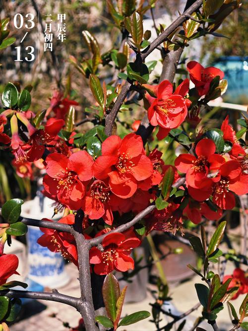 常见小型海棠品种有哪些？-图1