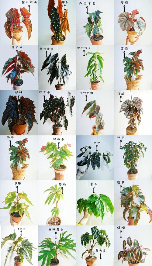 常见小型海棠品种有哪些？-图2