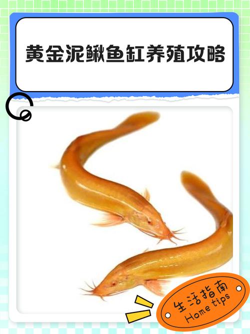 免费泥鳅养殖技术供给-图2