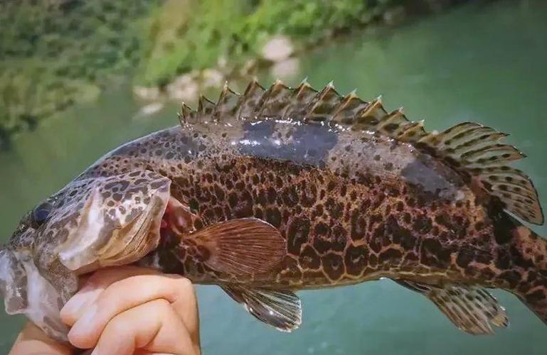 2025年养殖新品种-图3