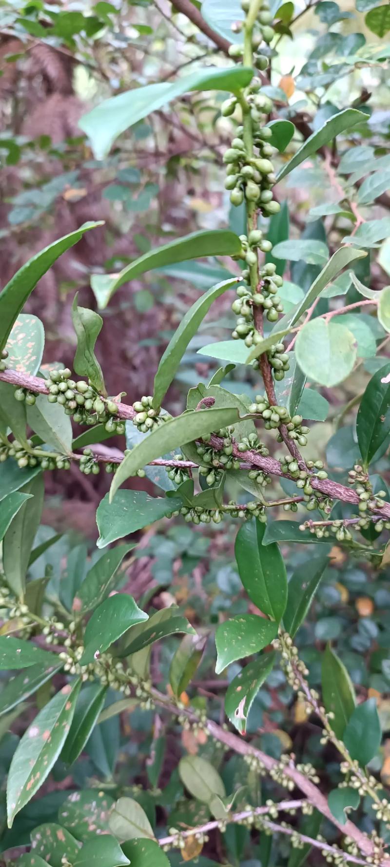 细锯齿桂花是哪个品种？-图2