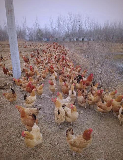 湖北土鸡养殖技术哪家最靠谱？-图1
