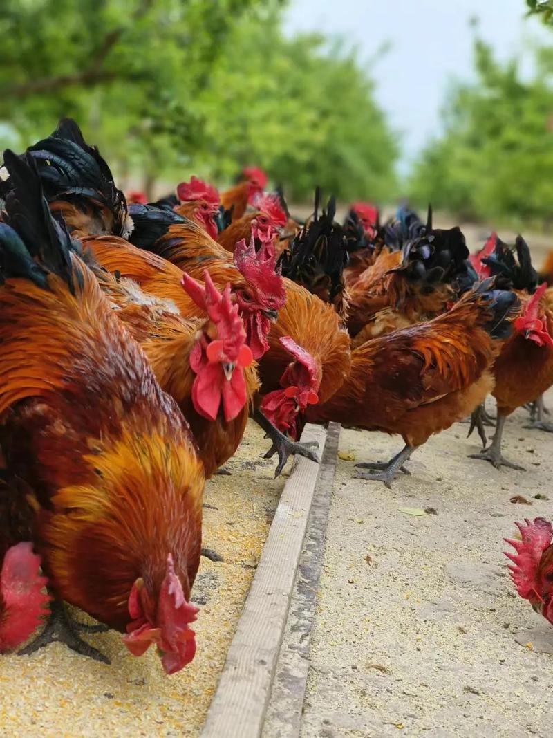 湖北土鸡养殖技术哪家最靠谱？-图3