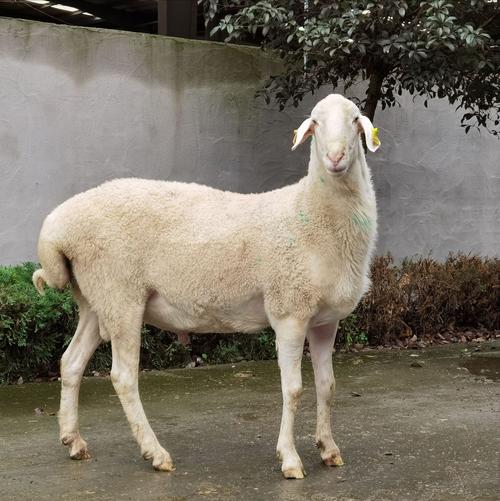 南方养羊，什么品种最合适？-图2