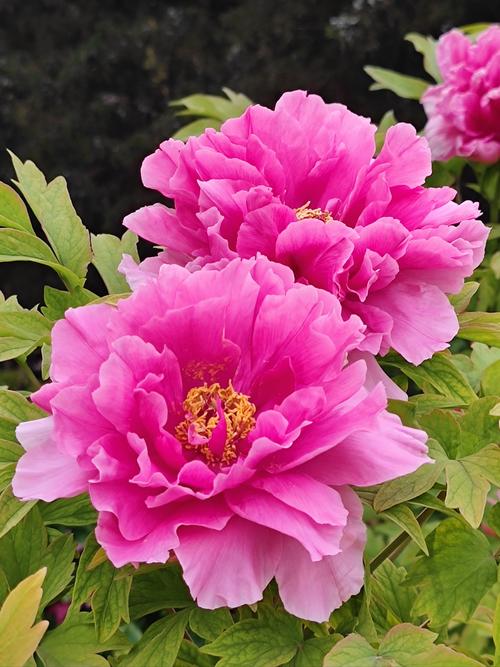 现在种什么牡丹品种好？-图2