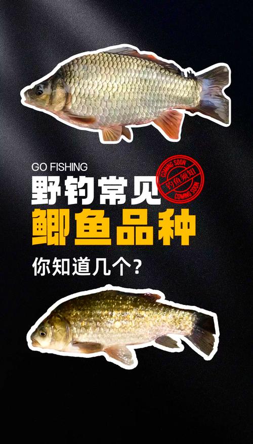 哪些鱼可与鲫鱼混养？-图3