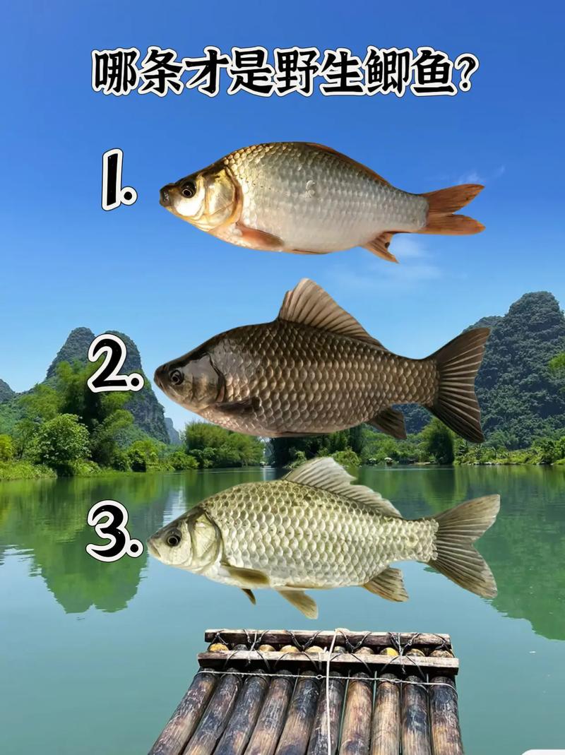 哪些鱼可与鲫鱼混养？-图2