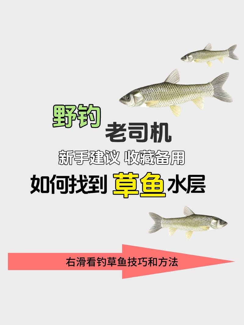 草鱼养殖技术加盟方式-图3