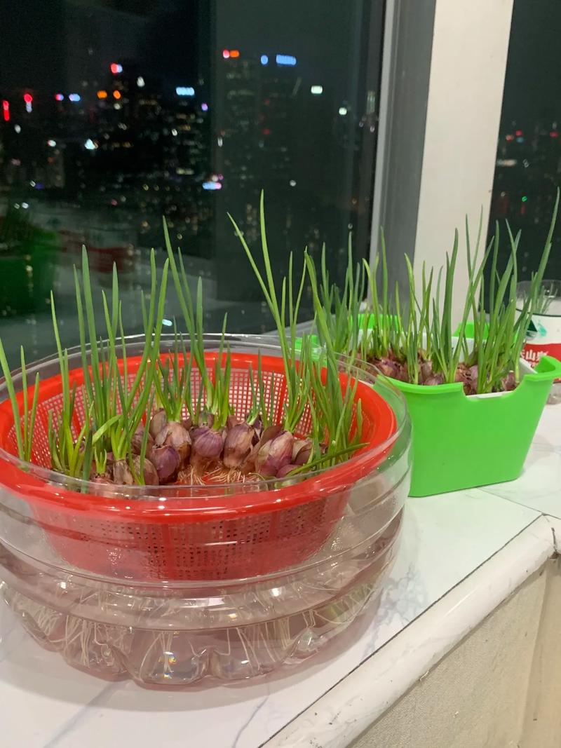 水培大葱在家怎么种？关键步骤有哪些？-图1