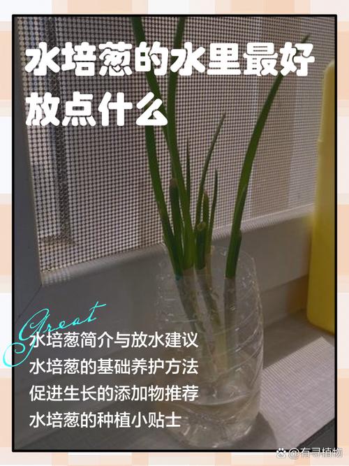 水培大葱在家怎么种？关键步骤有哪些？-图3
