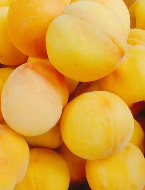 鲜食黄桃什么品种最好-图1