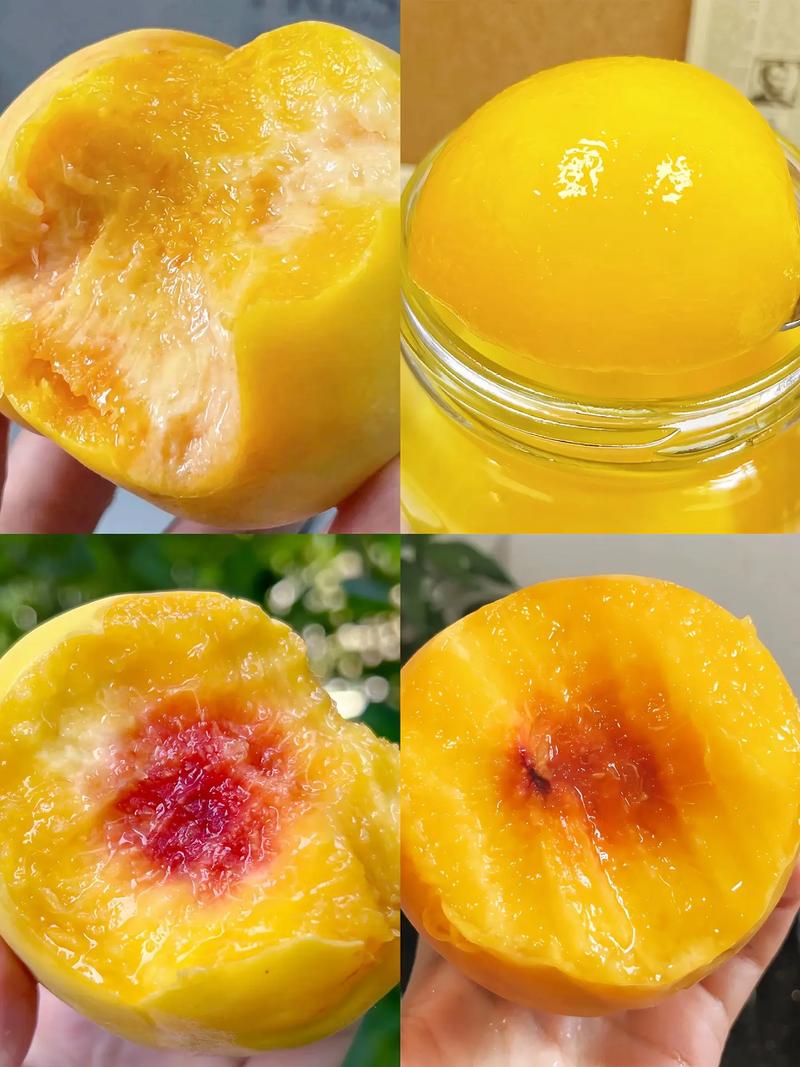 鲜食黄桃什么品种最好-图2