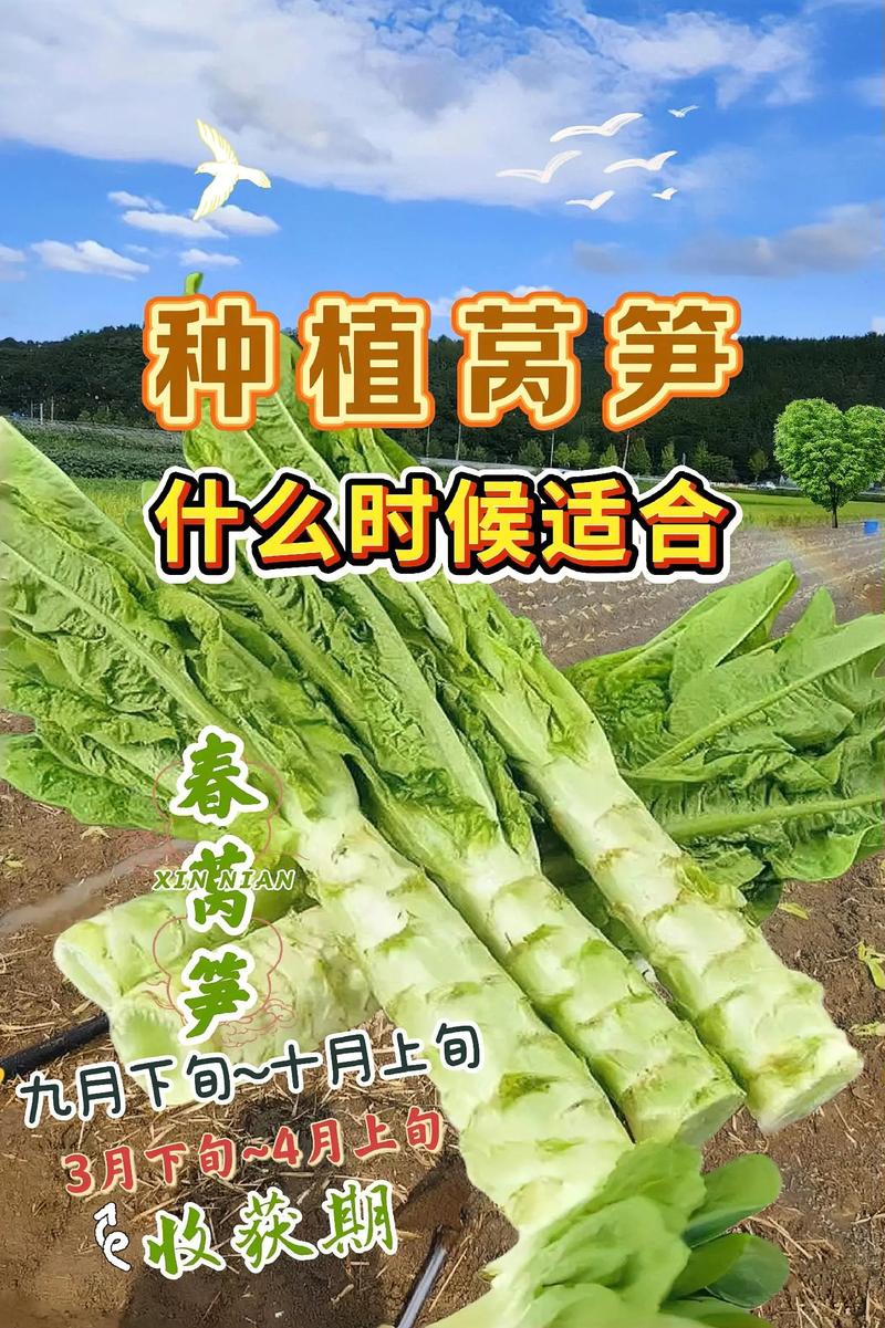 莴苣冬天怎么种植技术-图1