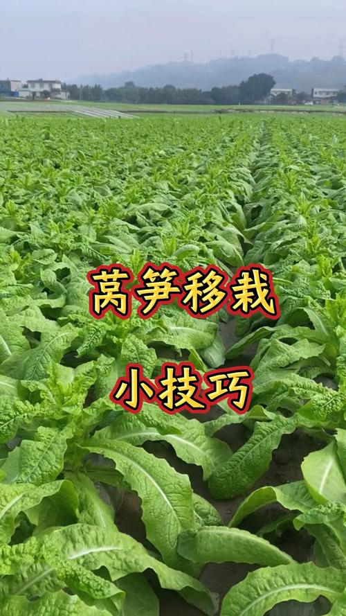 莴苣冬天怎么种植技术-图2