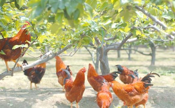 柴鸡放养如何高效综合管理？-图1