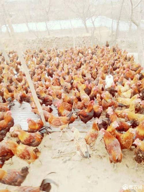 柴鸡放养如何高效综合管理？-图3