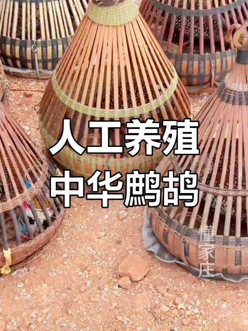 鹧鸪苗如何养？养殖技术要点有哪些？-图1