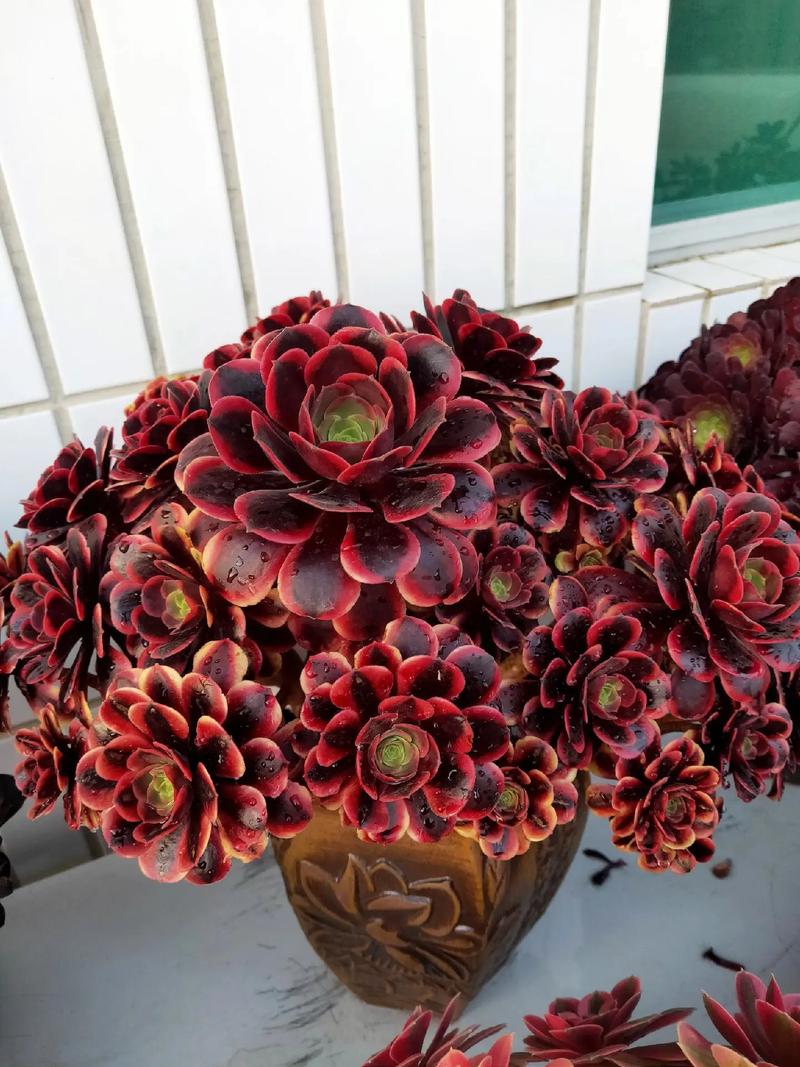 多肉法师有哪些常见品种？-图1