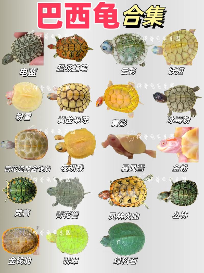 哪些龟适合新手饲养？-图1