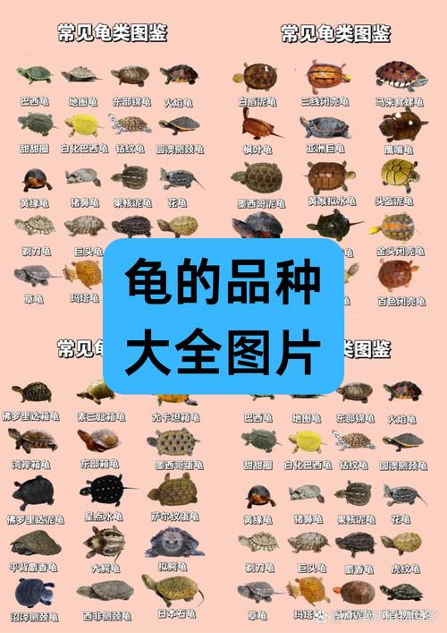 哪些龟适合新手饲养？-图3