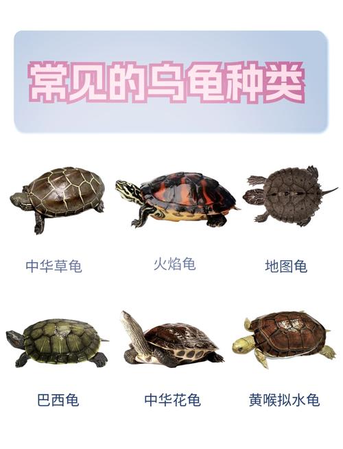 哪些龟适合新手饲养？-图2