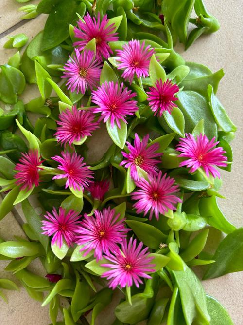 吊兰开花是品种差异吗？-图1