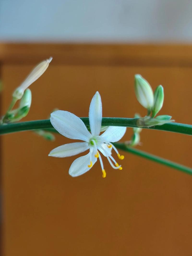 吊兰开花是品种差异吗？-图3